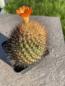 Preview: Parodia spec. orange